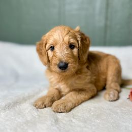 Clementine - Apricot female Goldendoodle puppy in Osage City, Kansas from Golden Ridge Goldens