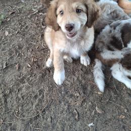 Aussiedoodle and Miniature Australian Shepherd Puppies from Aussies Acre