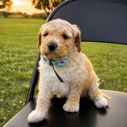 Arbor - Apricot male Goldendoodle puppy in Camden, North Carolina from Oopsie Doodles of NC