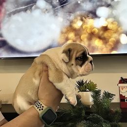 Autumn - Fawn and white male Bulldog puppy in Ruther Glen, Virginia from De La Venturosa