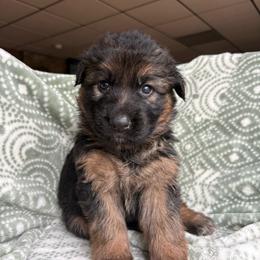 Fanta - Black and red female German Shepherd puppy in Coplay, Pennsylvania from By My Side Germans Shepherds & Dobermans