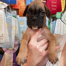Kickin Roosters Haymitch (Dk. Green Collar) - Fawn male Boxer puppy in Alpine, New York from Kickin Rooster AKC Boxers