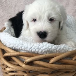 QUIANA - Blue gray and white female Old English Sheepdog puppy in Baltimore, Maryland from Misty Blue’s Old English Sheepdogs