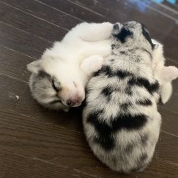 Pomsky Puppies from Pomsky‘s Palace