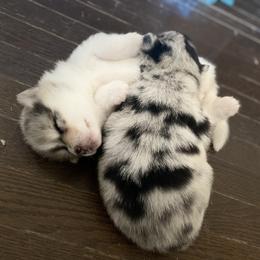 Pomsky Puppies from Pomsky‘s Palace