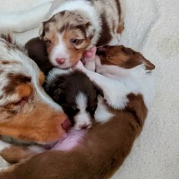 Australian Shepherd Puppies from Ocean Cliff Aussies