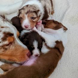 Australian Shepherd Puppies from Ocean Cliff Aussies