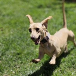 Chloe - Dachshund