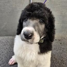 Army Green Collar - Parti male Poodle puppy in Patterson, California from Paterson Poodles