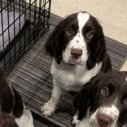 English Cocker Spaniels and English Springer Spaniels from Shogun Spaniels
