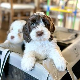 Aqua Collar Girl - Chocolate female Australian Labradoodle puppy in Thousand Oaks, California from Lovely Doodle Lane