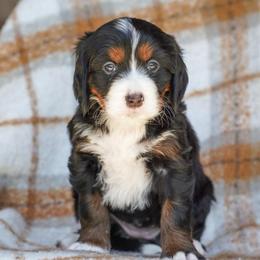 Miracle - Tri-color female Bernedoodle puppy in Dundee, Ohio from Down Home Doodle