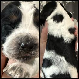 Walker - Tri-Roan male English Springer Spaniel puppy in Rio, Wisconsin from Rowan Creek Springers