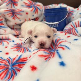 Girl 2 Purple - White female Coton de Tulear puppy in Ludington, Michigan from Cotten's Sunset Kennels