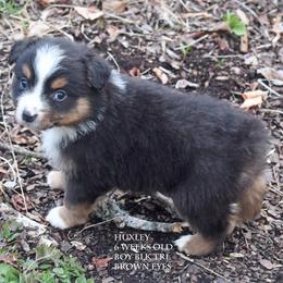 Huxley - Black tri male Miniature Australian Shepherd puppy in Patterson, North Carolina from DreamLine Aussies
