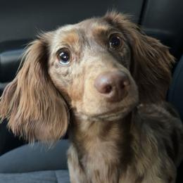 Rue - Dachshund
