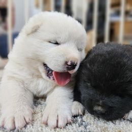 Akita, American Corgi, Cardigan Welsh Corgi, and Great Pyrenees Puppies from WeVolution Off-Grid