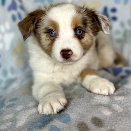 Boy 1 - Miniature Australian Shepherd puppy in Buchanan, Georgia from Stanleyville Farm Mini Aussies