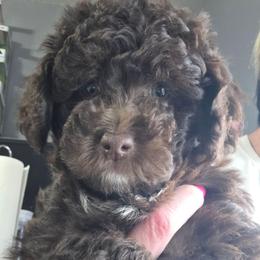 Carbon - Brown and white female Aussiedoodle puppy in Loveland, Colorado from A&L Ranch Aussiedoodles
