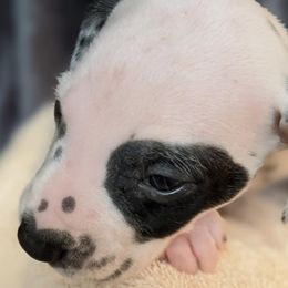 Boy 4-eye patch - White and black male Dalmatian puppy in Maryville, Tennessee from Coachside Dalmatians