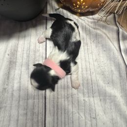 Hazel - Black and white female Shih Tzu puppy in Success, Missouri from Records Precious Puppies