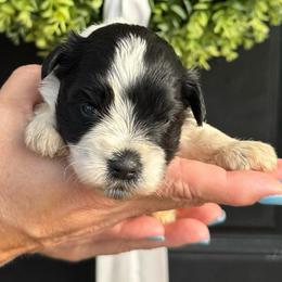 Jenna - Purple Girl - Parti female Miniature Schnauzer puppy in Oneonta, Alabama from Murphree Valley Kennels