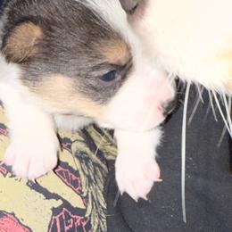 Scrappy Doo - Black and tan male Pembroke Welsh Corgi puppy in La Porte, Indiana from Little Legs Corgis