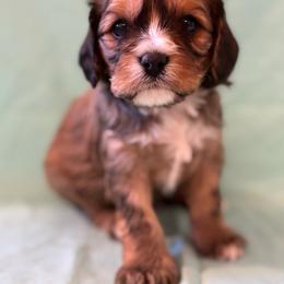 Chewbacca - Merle male Cavachon puppy in Greeley, Colorado from Cute, Colorado Cavachons