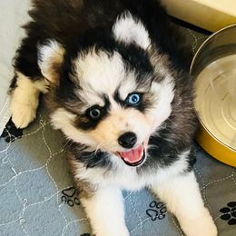Shiloh - Chocolate male Pomsky puppy in Sacramento, California from 916 Pomskies