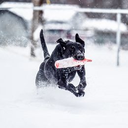 Labrador Retriever All Grown Up from Purpose Bred Labrador Retrievers