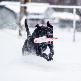 Labrador Retriever All Grown Up from Purpose Bred Labrador Retrievers