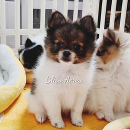 Yale - Red parti male Pomeranian puppy in Ponca City, Oklahoma from Bliss Acres Farm