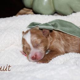 Biscuit - Red  male Goldendoodle puppy in Trenton, Tennessee from Pickard’s country Golden doodles