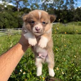 Banjo - Sable male Pembroke Welsh Corgi puppy in Inverness, Florida from Canaan Farm Corgis