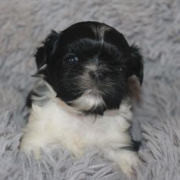 Shih Tzu Puppies from Gypsy Breeze Kennels