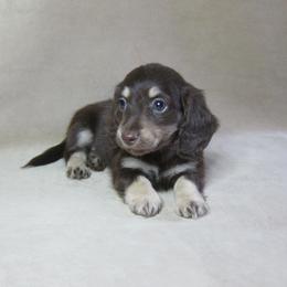 Tailey - Chocolate and cream female Dachshund puppy in Pana, Illinois from Doxie Waggin Tails