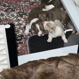 American Corgi, Cardigan Welsh Corgi, and Pembroke Welsh Corgi Puppies from Coopers Korner