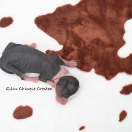 Chinese Crested Puppies from Qilin Chinese Crested
