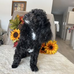 Poodle All Grown Up from Loves Toy Poodles
