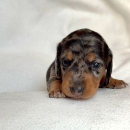 Dachshund Puppies from Weenie Bros