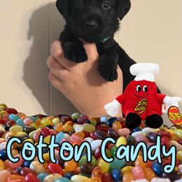 Cotton Candy - Black female Labrador Retriever puppy in Water Valley, Mississippi from Three Lakes Labs & WHDs