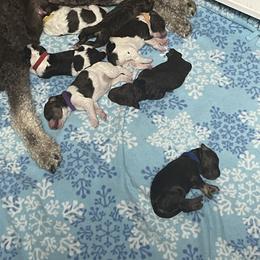 Poodle Puppies from Country Side Kennels