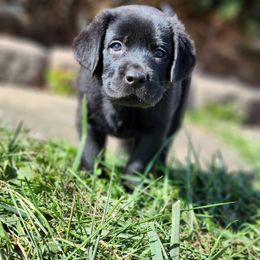 Labrador Retriever Puppies from Majestic Forrest Labradors