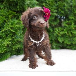Indy - Brown female Cockapoo puppy in Shipshewana, Indiana from Home Raised Cockapoos