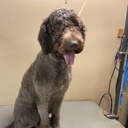 Jade - Goldendoodle