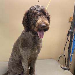 Jade - Goldendoodle