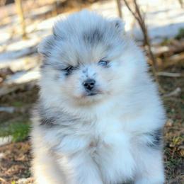 Juniper - Merle male Pomsky puppy in Bremen, Indiana from AMS Pomeranians and Pomskies in Indiana