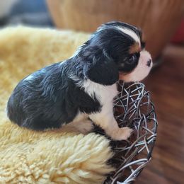 Cavalier King Charles Spaniel puppies from Duchess Cavaliers