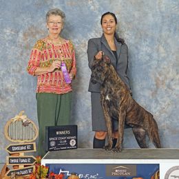 Cane Corso from Armonno Cane Corso