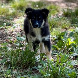 Ailsa - Black tri female Miniature Australian Shepherd puppy in Patterson, North Carolina from DreamLine Aussies
